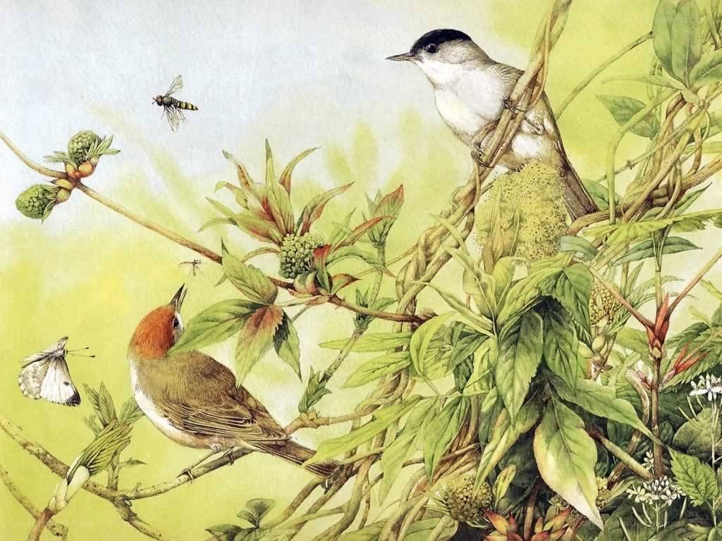 Birds in a leafy bush