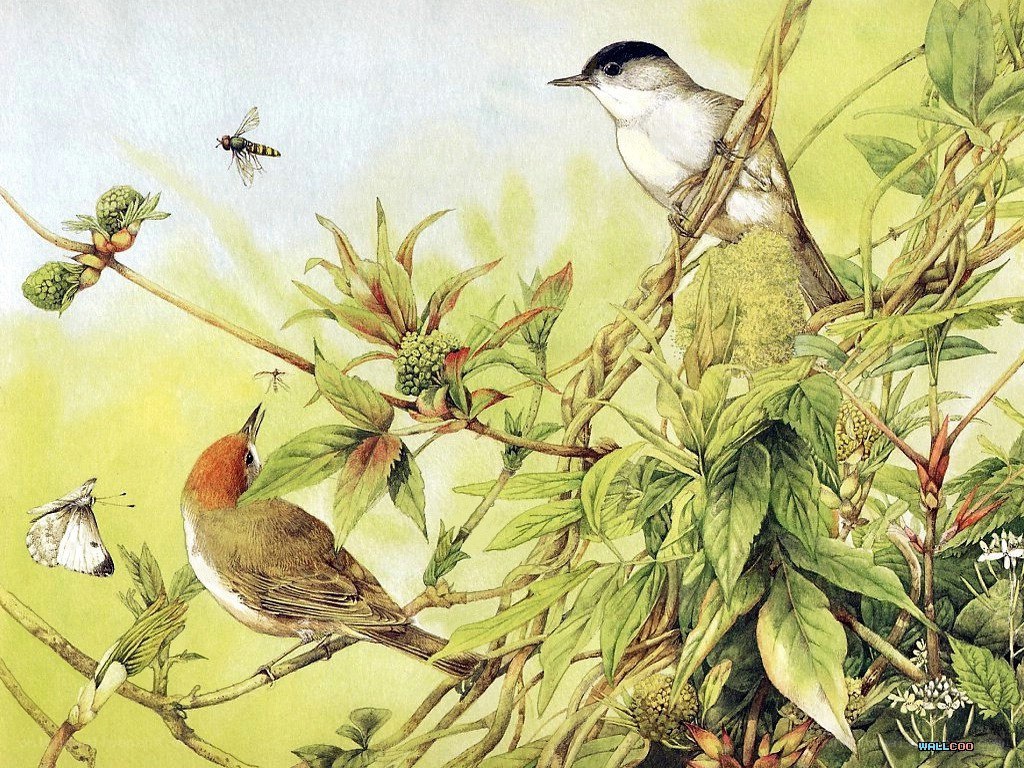 Birds in a leafy bush
