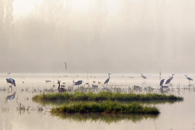 Birds in a Marsh — Green