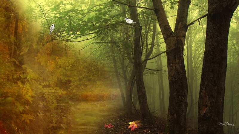 Birds in a Misty Forest