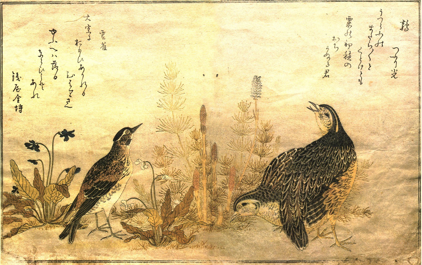 Birds in a natural setting