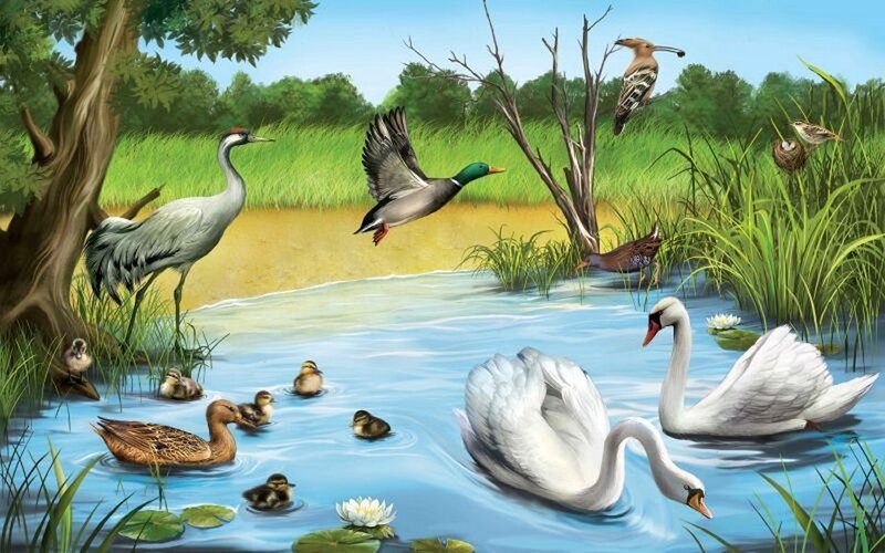 Birds in a Pond