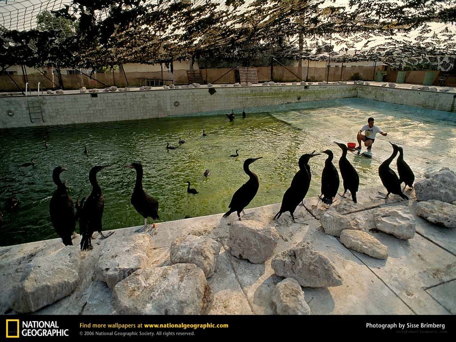 Birds in a pool enclosure