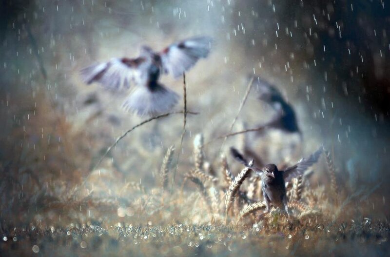 Birds in a Rainy Field
