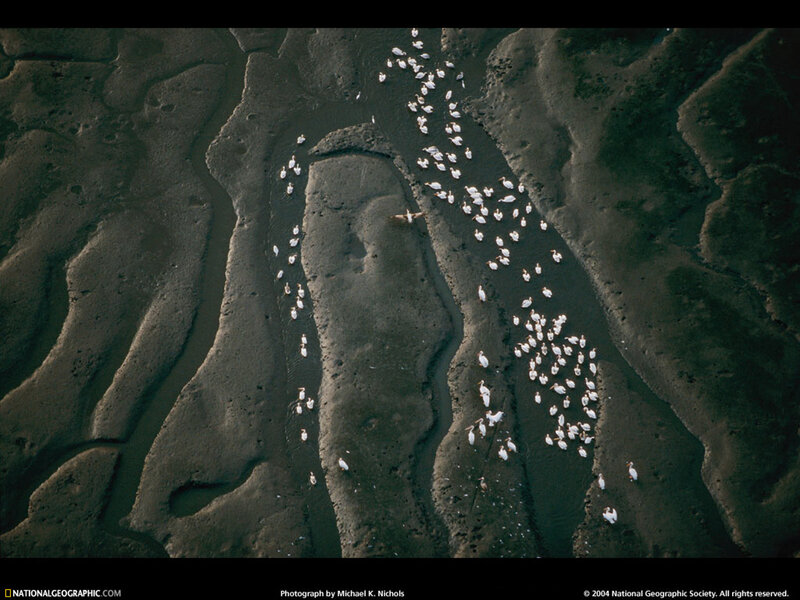 Birds in a river delta