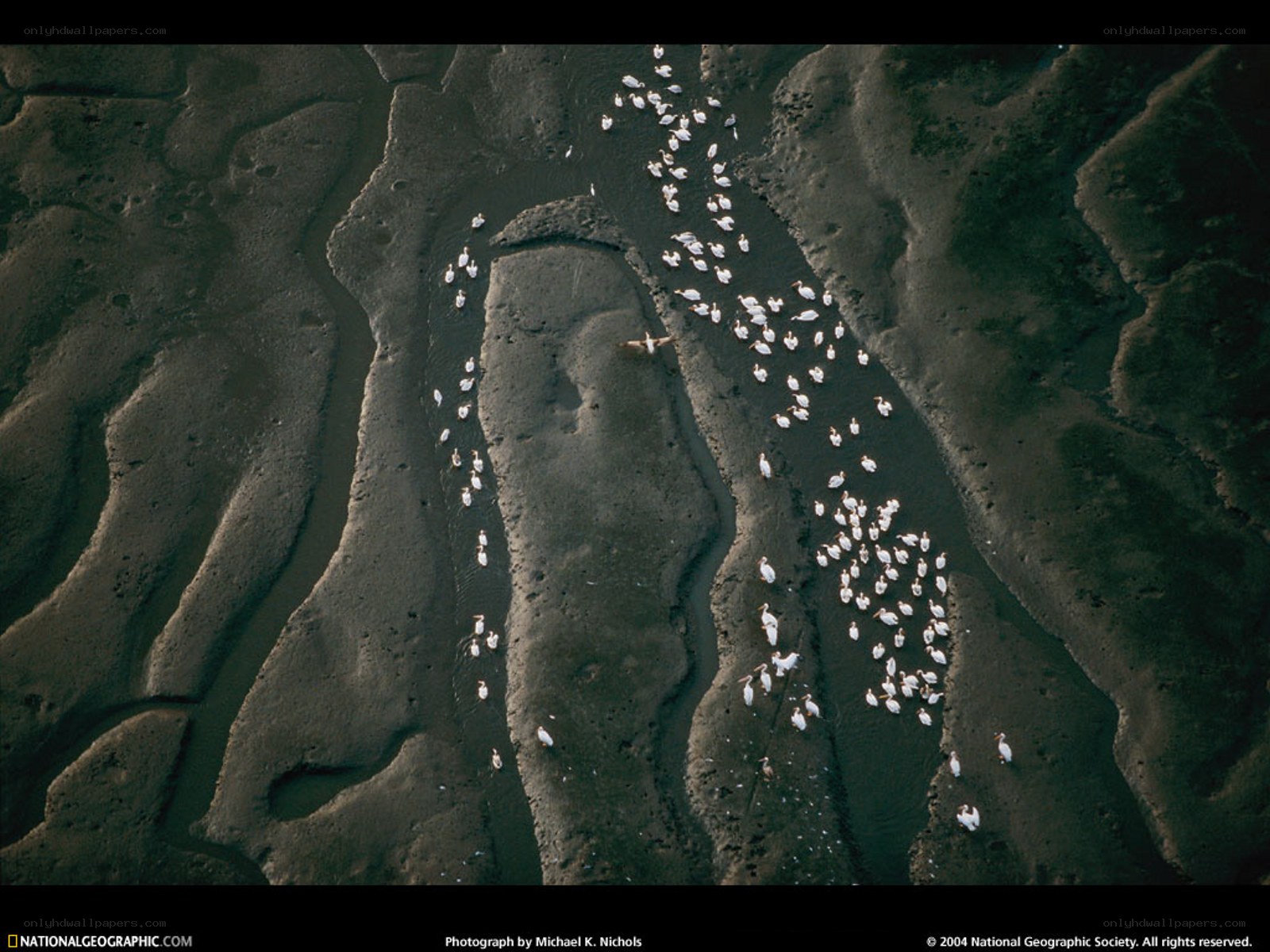 Birds in a river delta