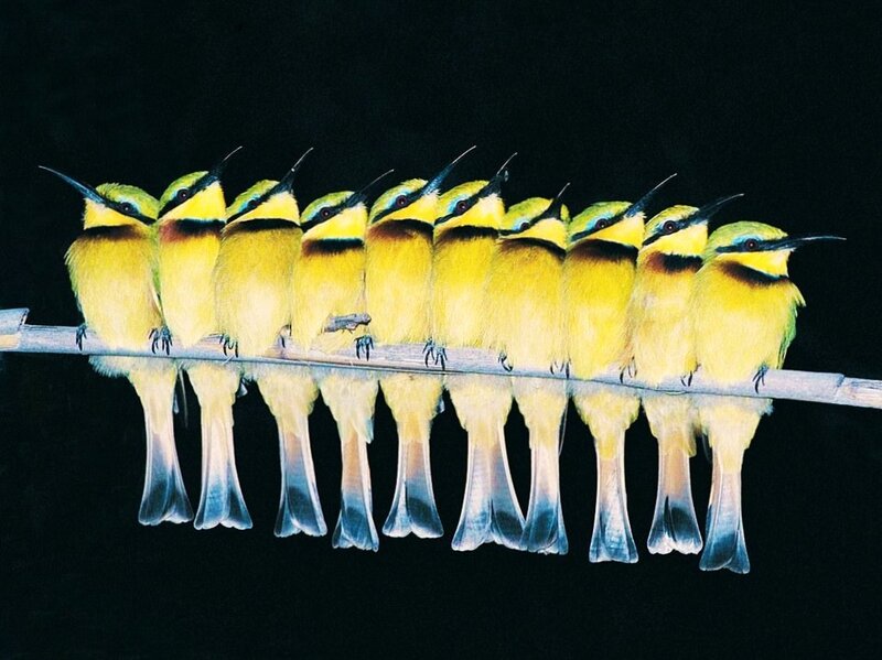 Birds in a row