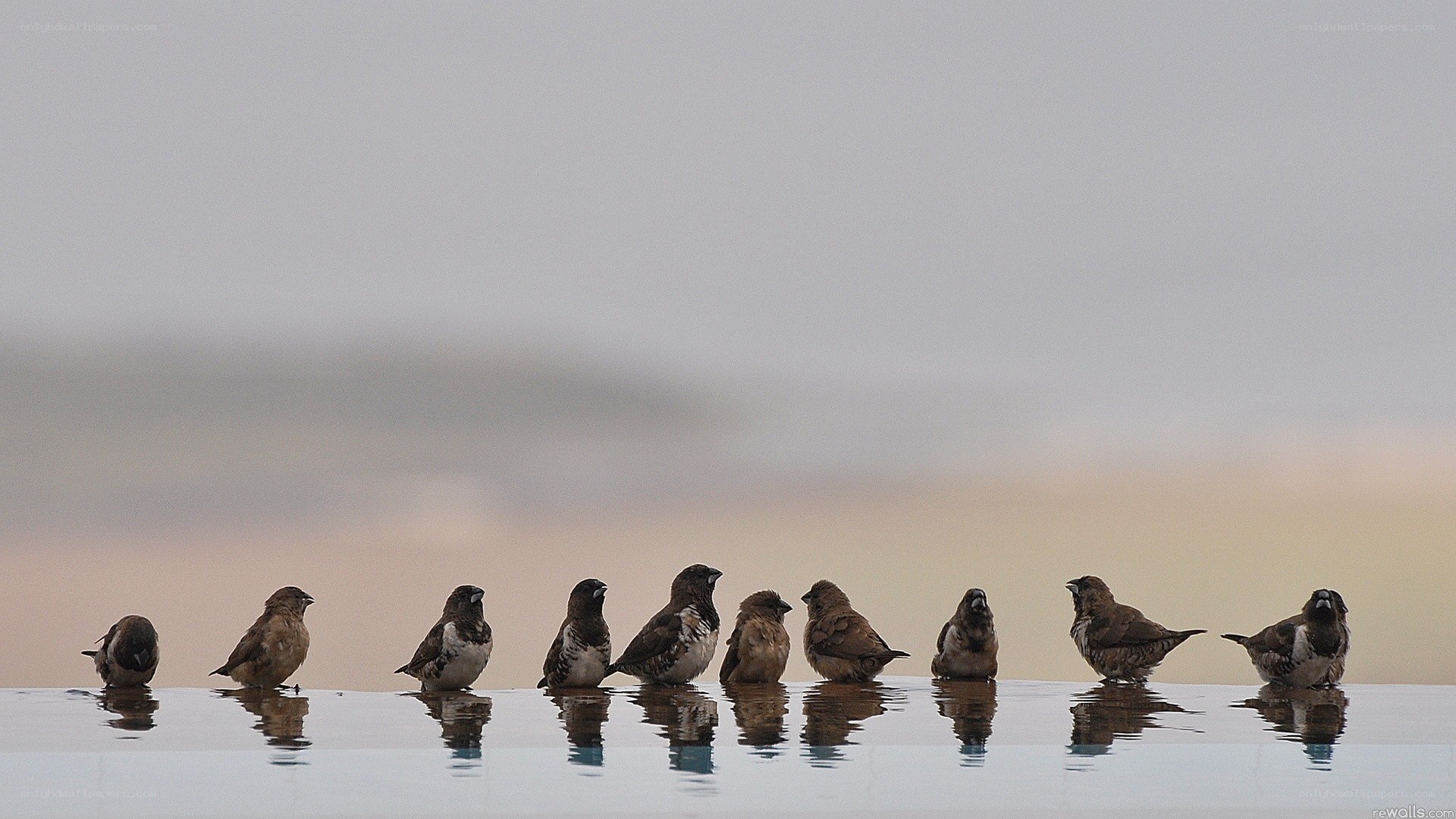 birds in a row at dawn