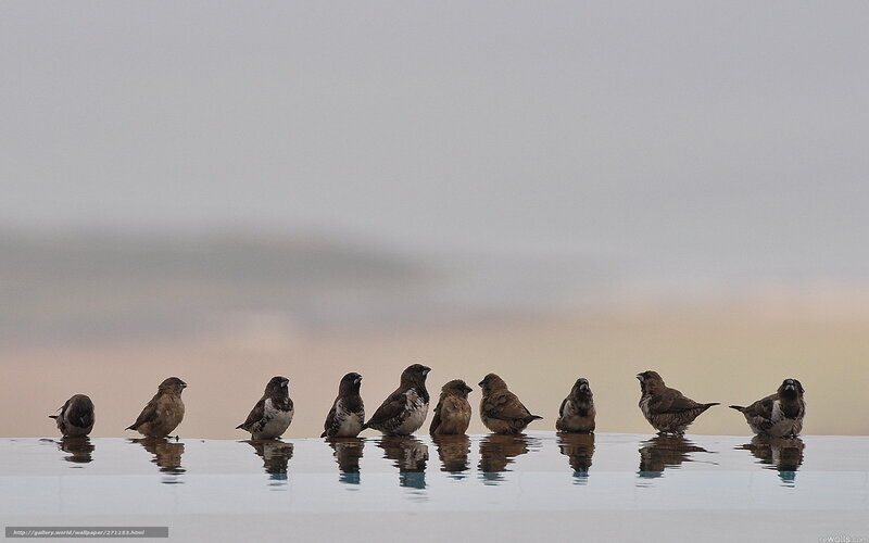 birds in a row at sunset