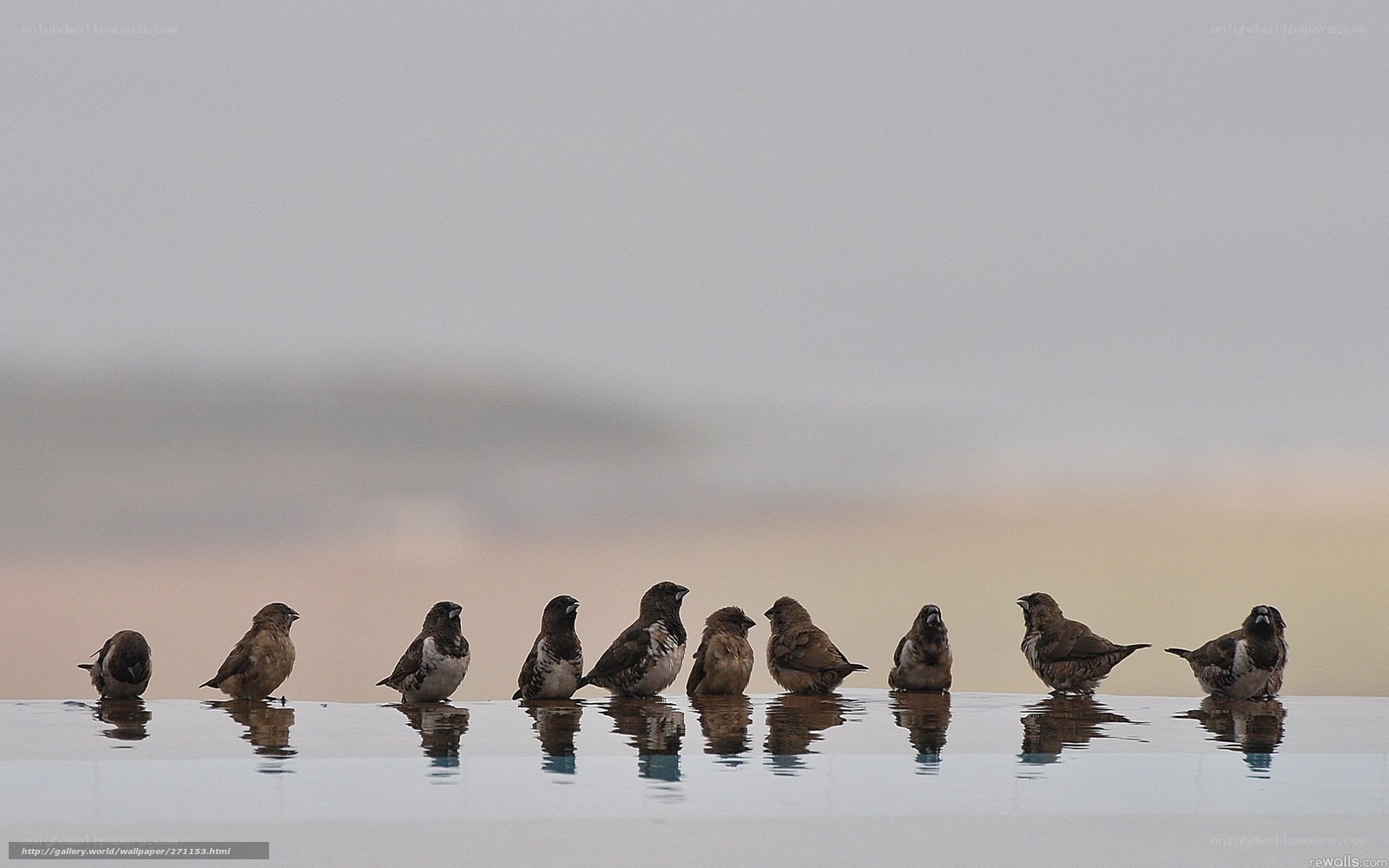 birds in a row at sunset