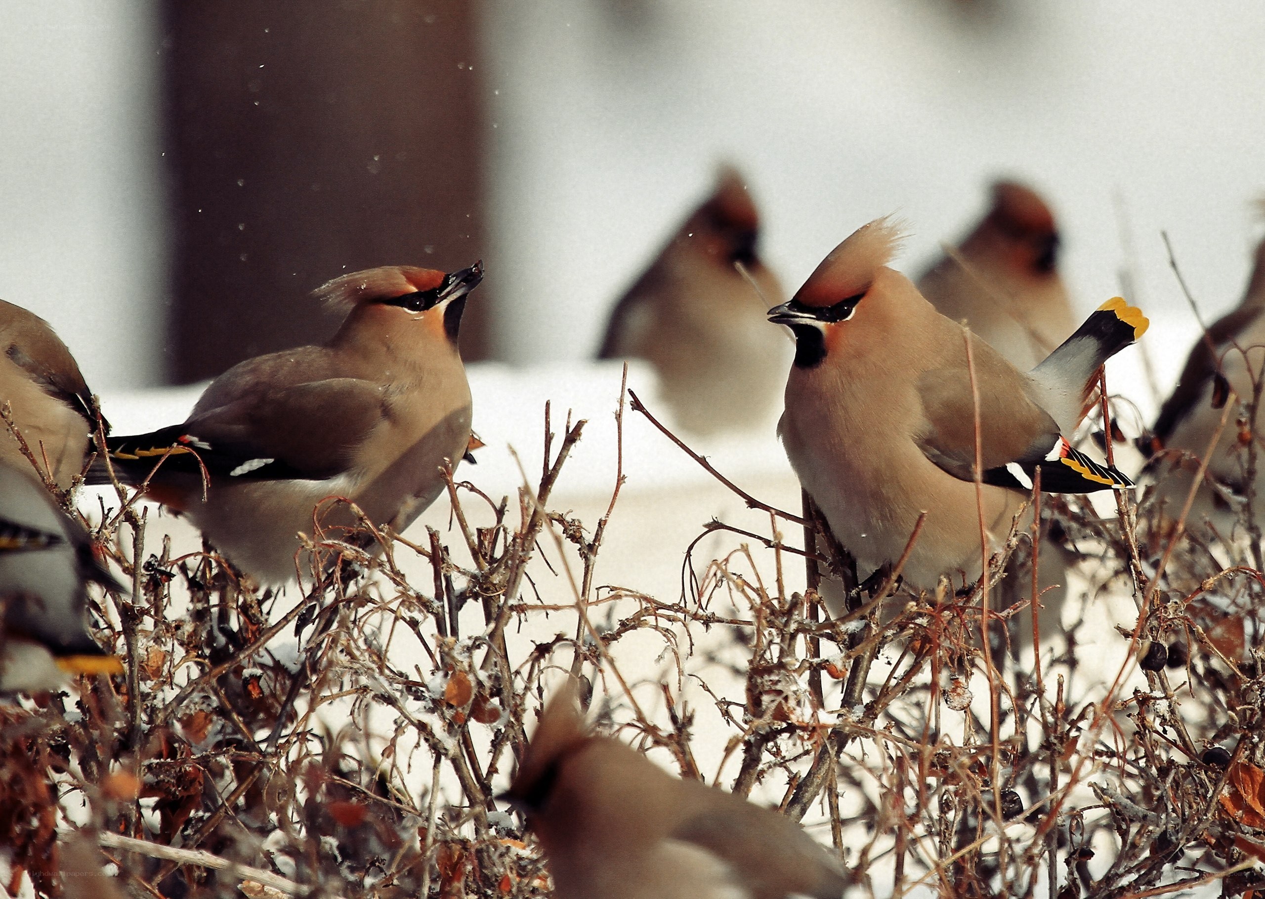 Birds in a snowy bush