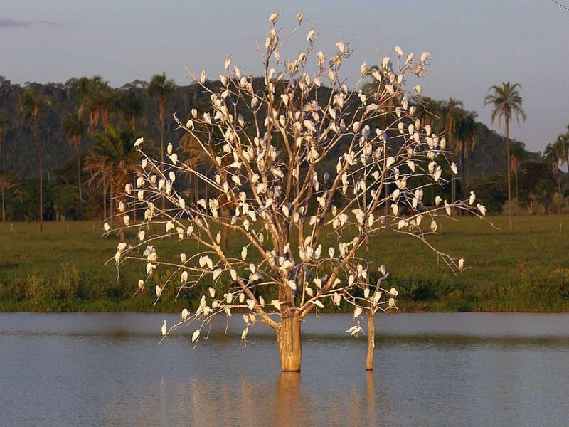 Birds in a tree by water