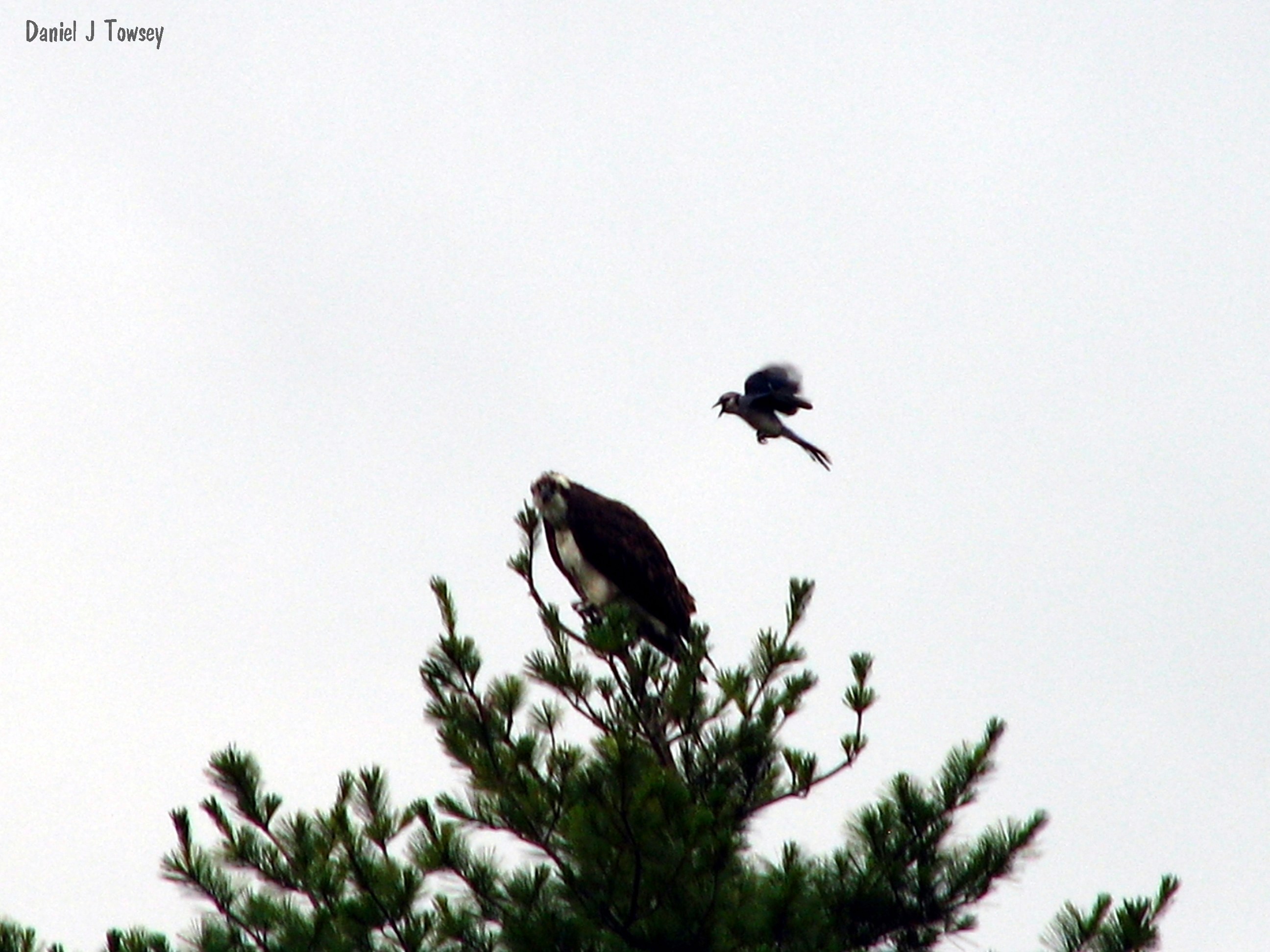 Birds in a tree top
