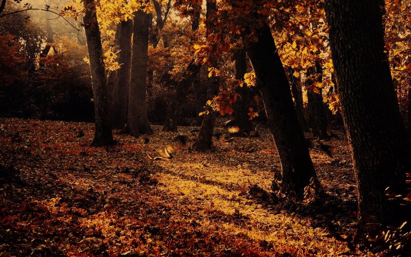 Birds in Autumn Forest — Orange