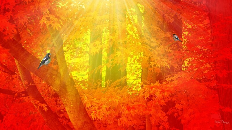 Birds in Autumn Forest