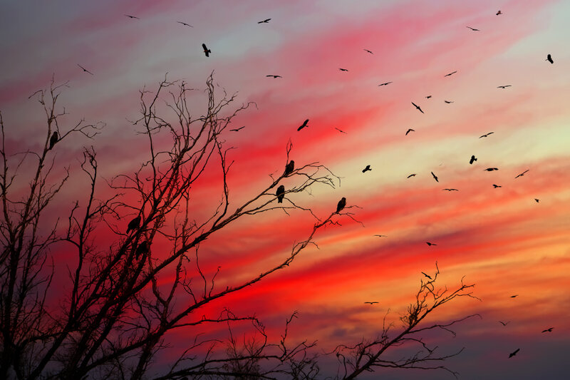 Birds in Bare Tree — Red