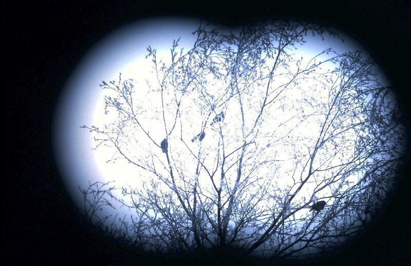Birds in Bare Tree