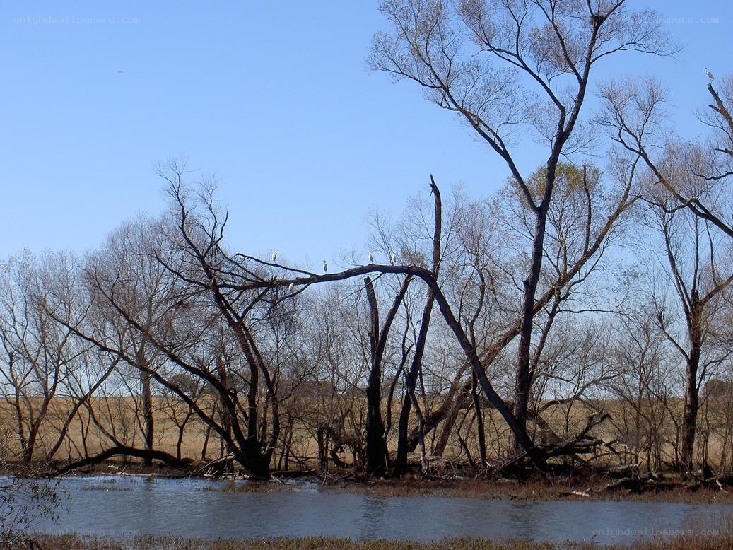Birds in bare trees by river