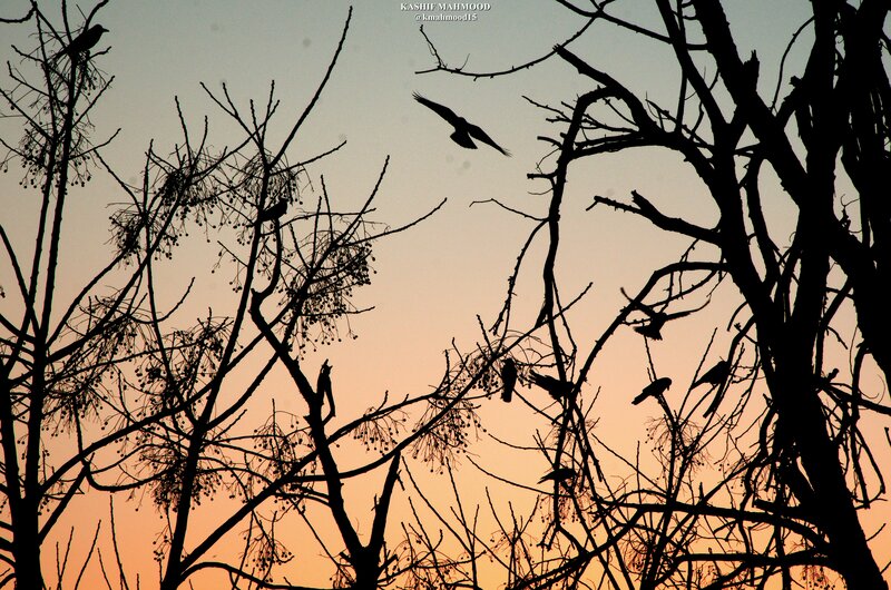 Birds in Bare Trees