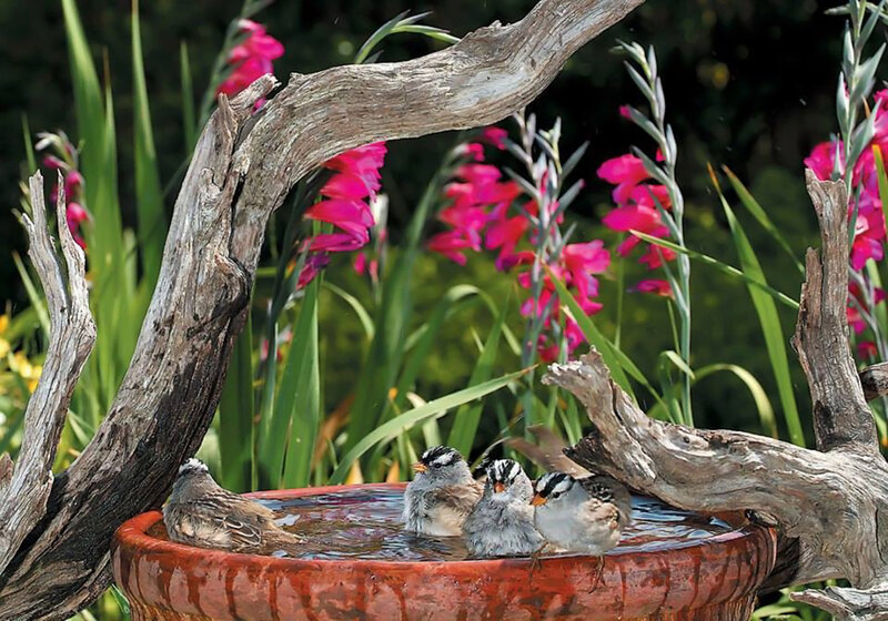 Birds in Birdbath