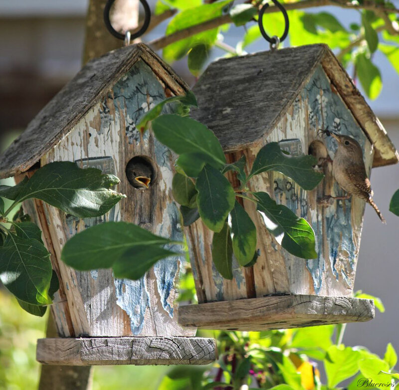 Birds in Birdhouses