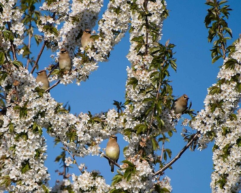 Birds in Blooming Tree