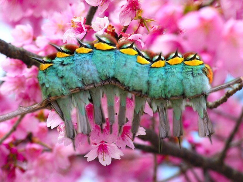 Birds in Caterpillar Formation