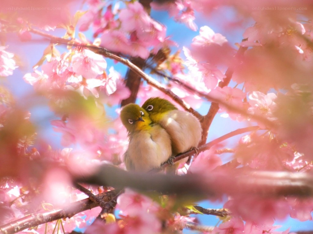 Birds in cherry blossoms