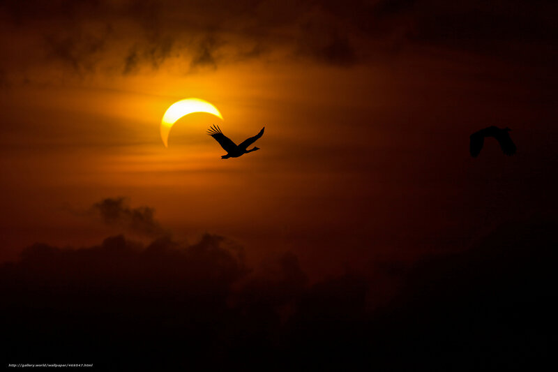 Birds in Eclipse — Orange