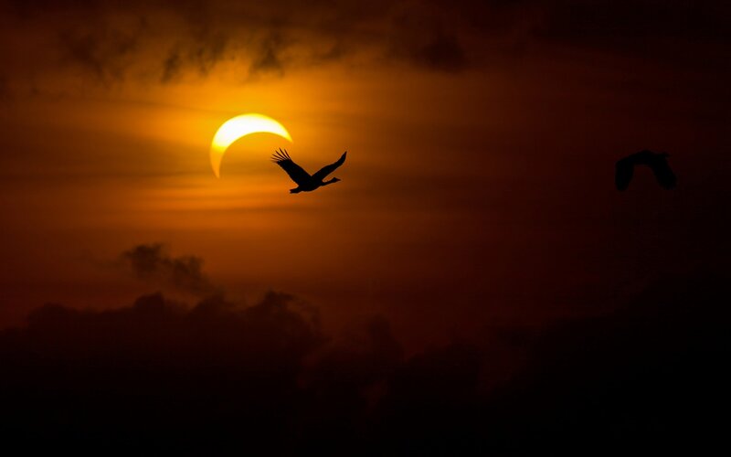 Birds in Eclipse