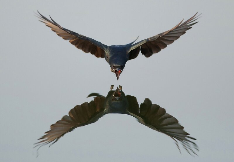 Birds in flight mirror image