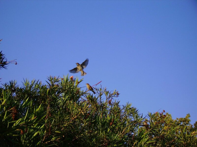 Birds in flight over greenery