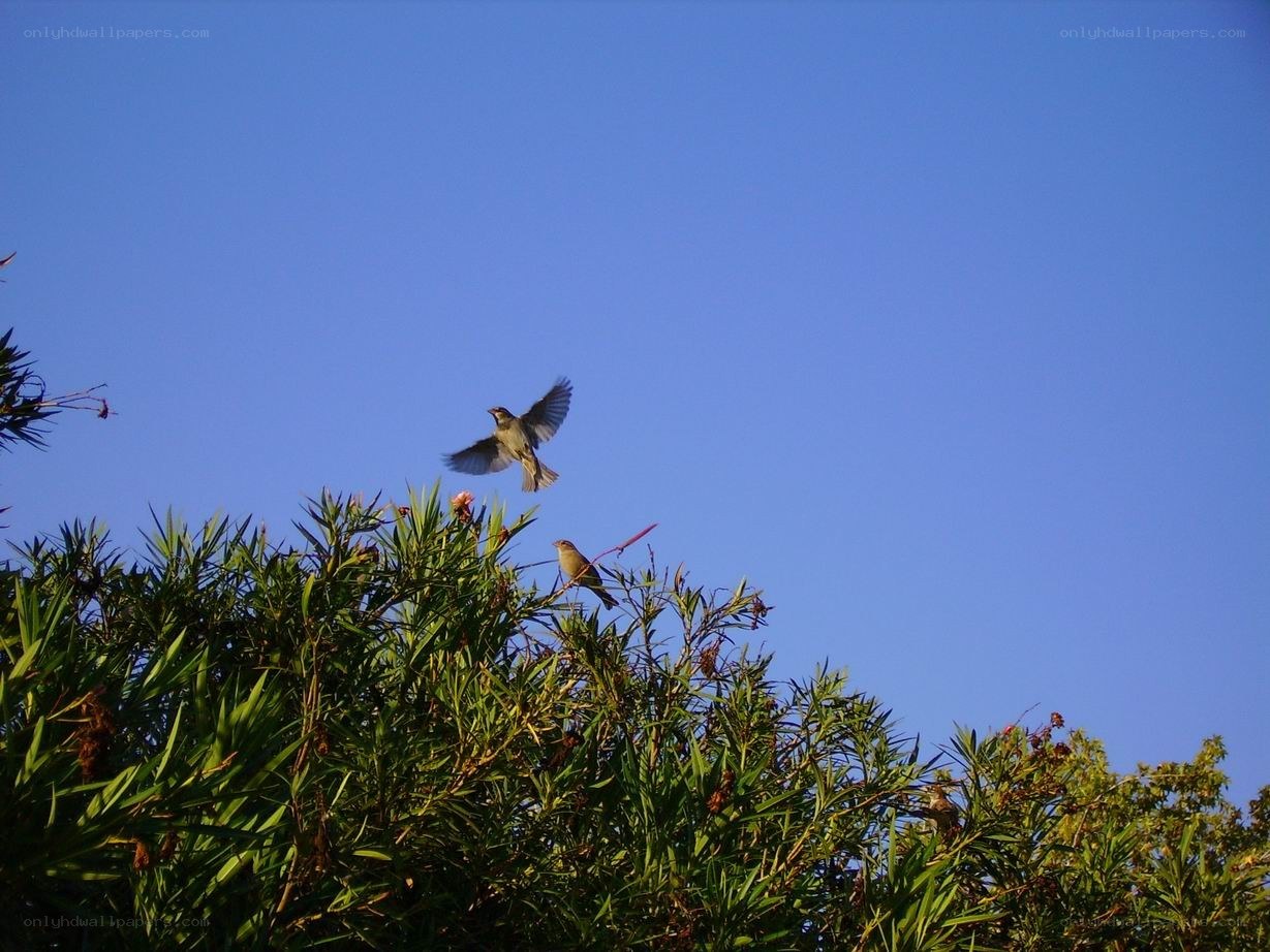 Birds in flight over greenery