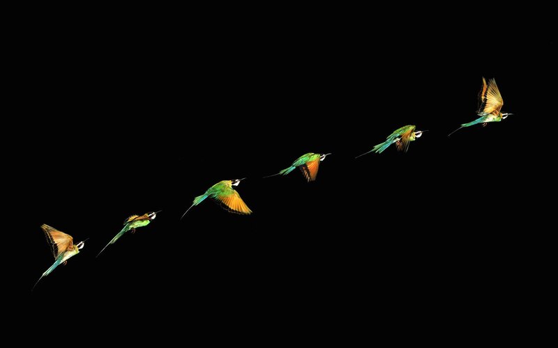 Birds in flight sequence