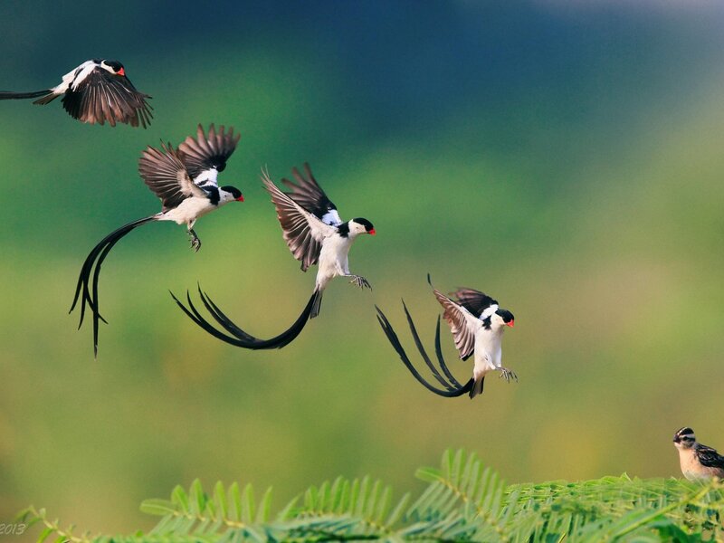 Birds in Flight