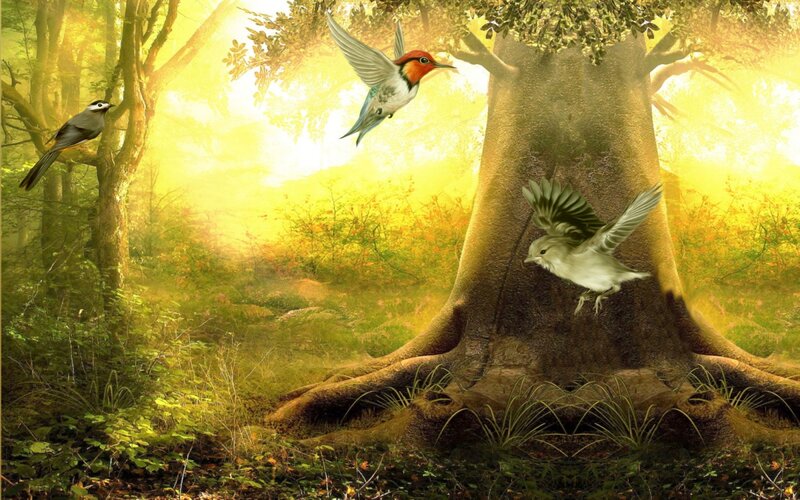 Birds in Forest