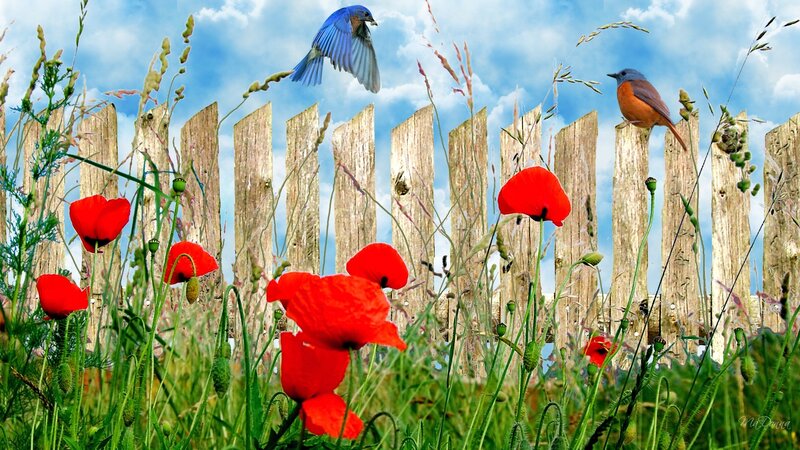 Birds in Poppy Field