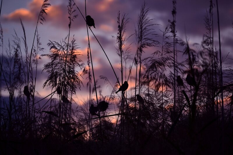 Birds in Reeds — Purple, Serene