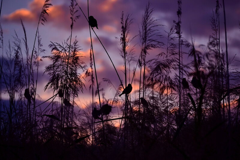 Birds in Reeds — Purple