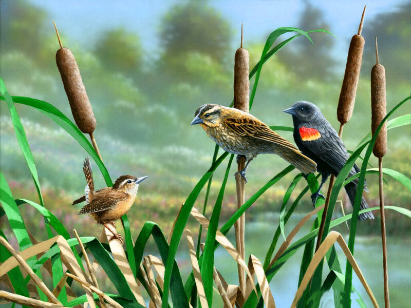 Birds in Reeds