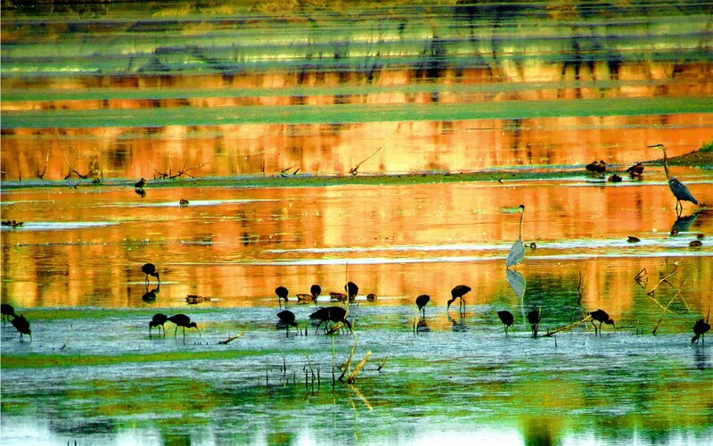 Birds in Shallow Water — Green