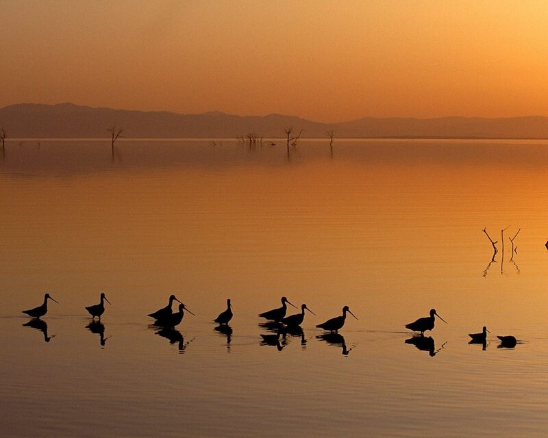 Birds in Shallow Water — Orange, Serene, Sunset