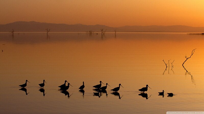 Birds in Shallow Water — Orange, Serene