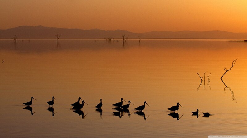 Birds in Shallow Water