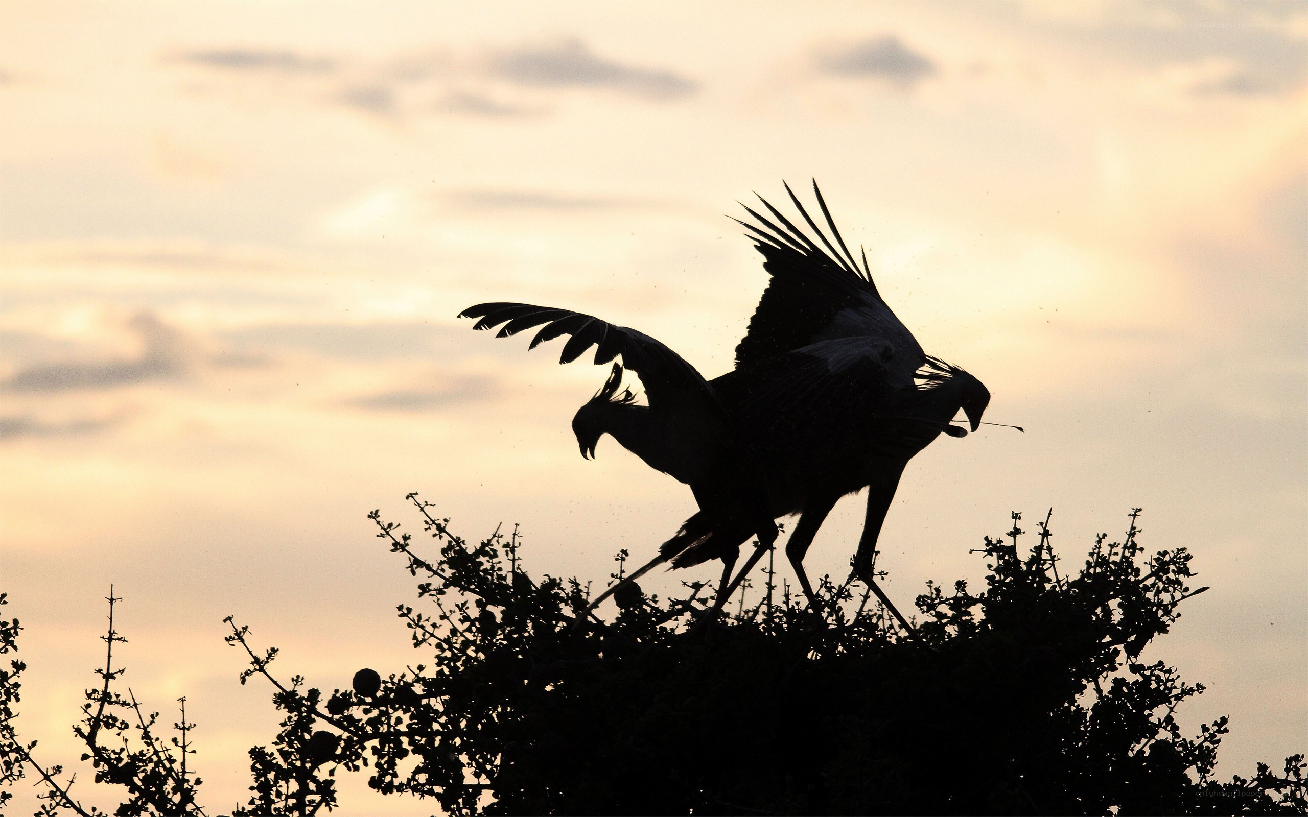 Birds in silhouette at sunset