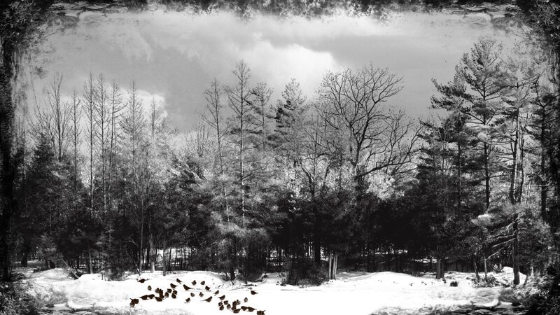 Birds in Snow — Black