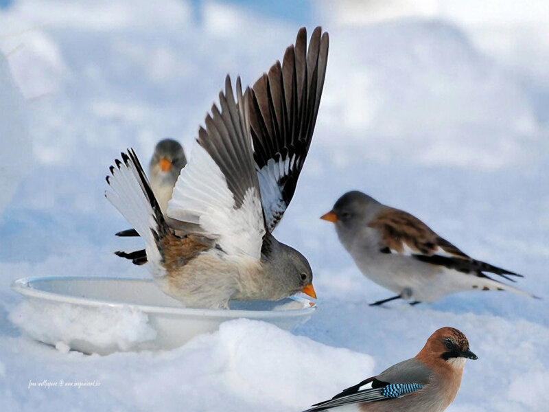Birds in Snow