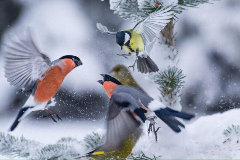 Birds in Snow — White