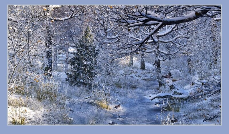 Birds in Snowy Forest