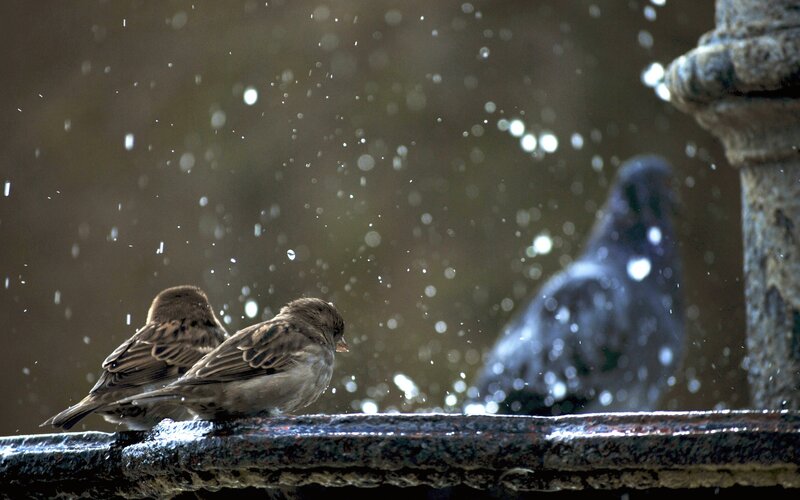 Birds in the rain by a fountain